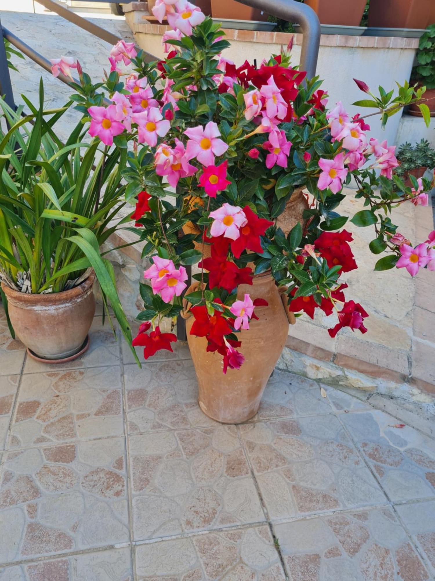 B&B La Casa Di Martina Zambrone Extérieur photo